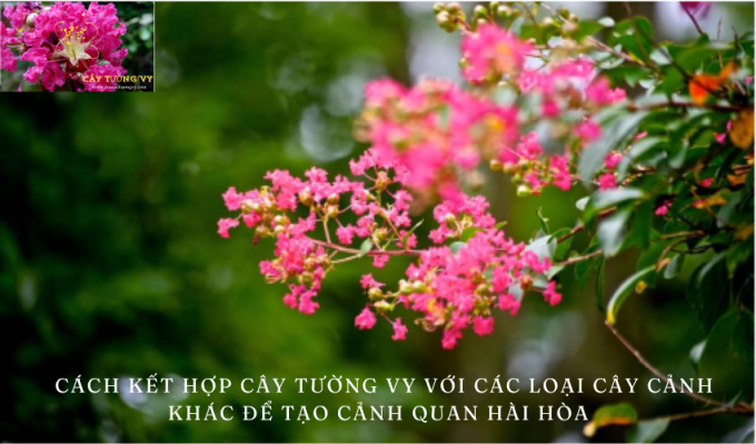 Cách kết hợp cây tường vy với các loại cây cảnh khác để tạo cảnh quan hài hòa