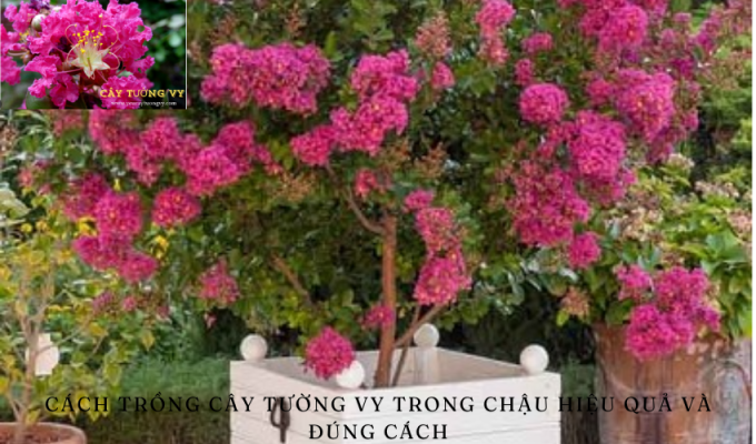 Cách trồng cây tường vy trong chậu hiệu quả và đúng cách