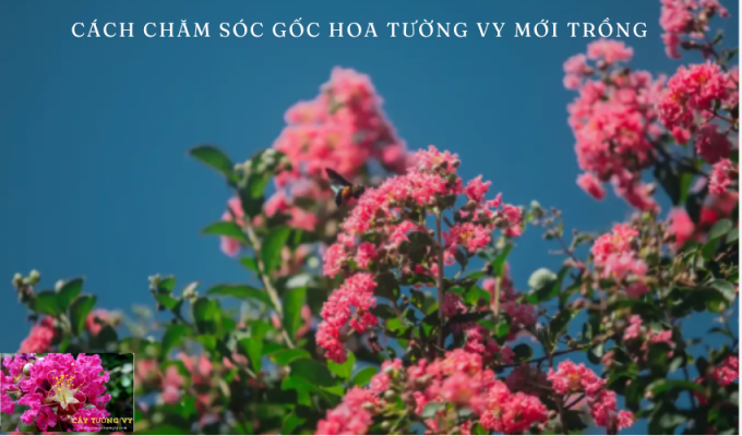 Cách chăm sóc gốc hoa tường vy mới trồng: Bí quyết và kinh nghiệm hiệu quả