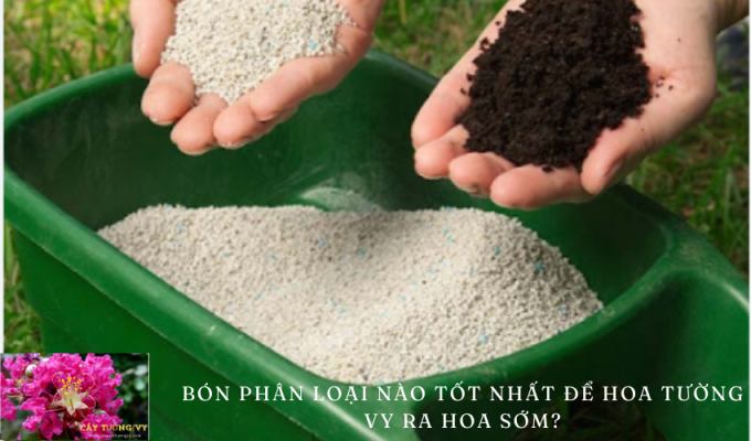 Bón phân loại nào tốt nhất để hoa tường vy ra hoa sớm?