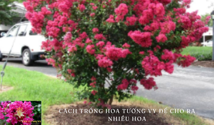 Cách trồng hoa tường vy để cho ra nhiều hoa: Hướng dẫn chi tiết cho người mới bắt đầu