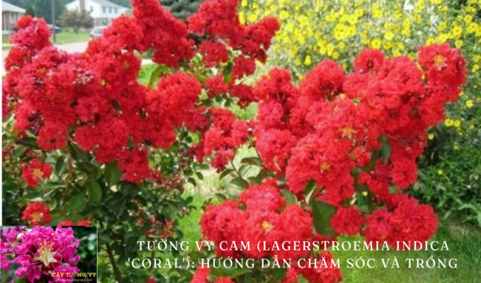 Tường vy cam (Lagerstroemia indica ‘Coral’): Hướng dẫn chăm sóc và trồng