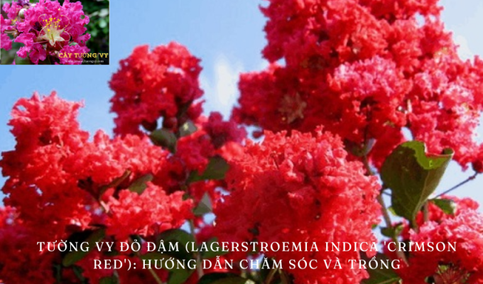 Tường vy đỏ đậm (Lagerstroemia indica ‘Crimson Red’): Hướng dẫn chăm sóc và trồng