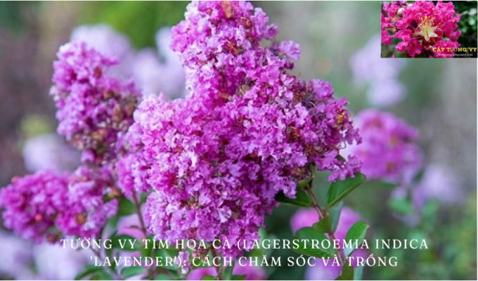 Tường vy tím hoa cà (Lagerstroemia indica ‘Lavender’): Cách chăm sóc và trồng