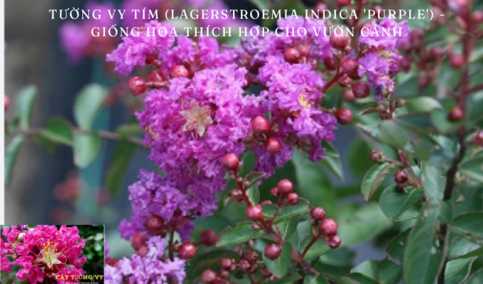 Tường vy tím (Lagerstroemia indica ‘Purple’) – Giống hoa thích hợp cho vườn cảnh