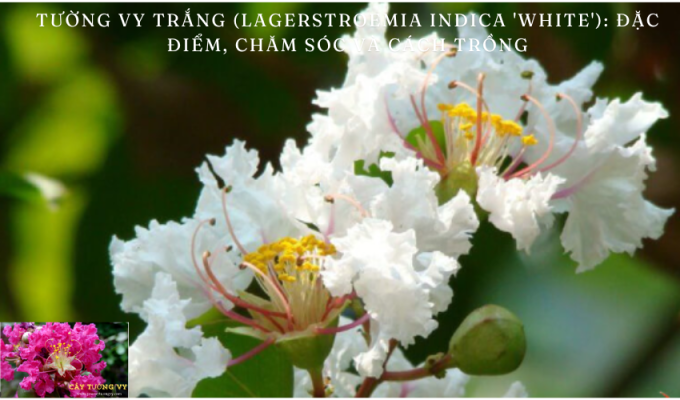 Tường Vy Trắng (Lagerstroemia indica ‘White’): Đặc điểm, Chăm sóc và Cách Trồng