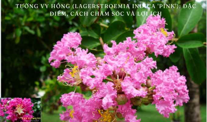 Tường vy hồng (Lagerstroemia indica ‘Pink’): Đặc điểm, cách chăm sóc và lợi ích