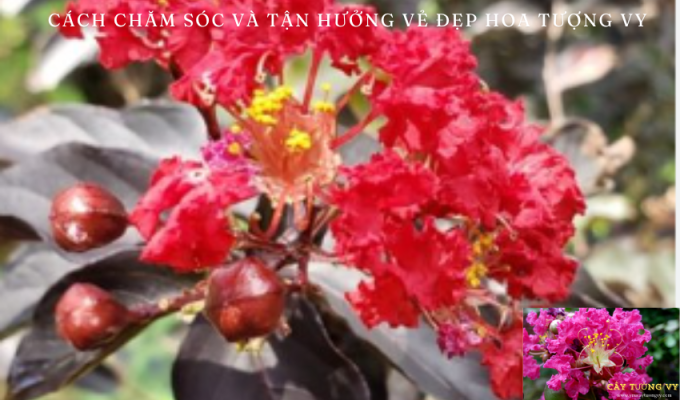 Tường Vy Đỏ (Lagerstroemia Indica ‘Red’): Cách Chăm Sóc và Tận Hưởng Vẻ Đẹp Hoa Tượng Vy