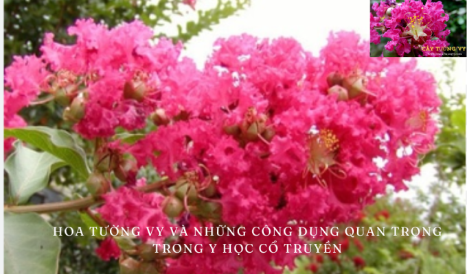 Hoa tường vy và những công dụng quan trọng trong y học cổ truyền