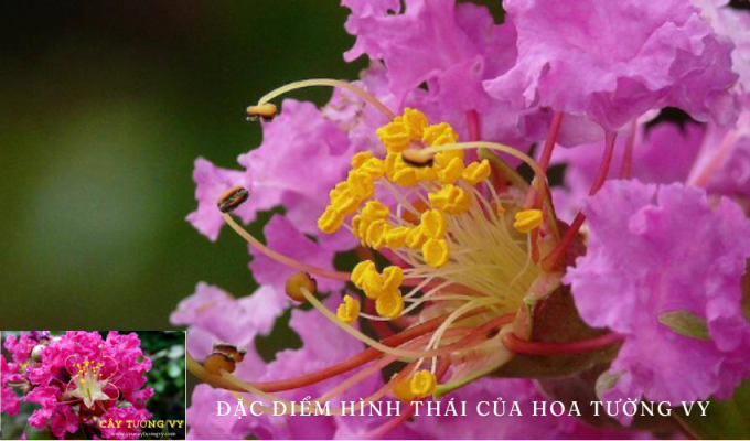 Đặc điểm hình thái của hoa tường vy: Phân tích chi tiết về hình dạng và cấu trúc của loài hoa này