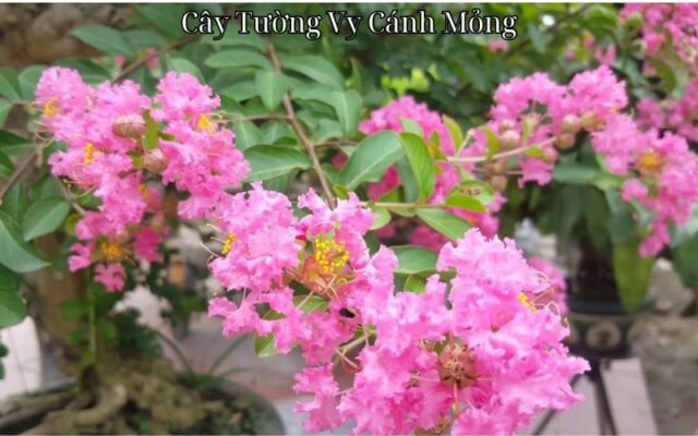 Cây Tường Vy Cánh Mỏng: Đặc Điểm, Cách Trồng và Ý Nghĩa